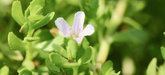 Bacopa monnieri